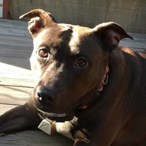 Meet your Posher, Shirley